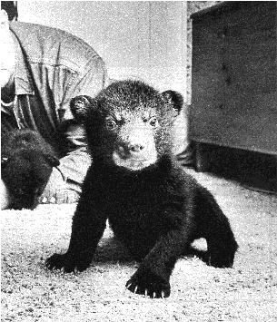 [Image: Bear Cub]